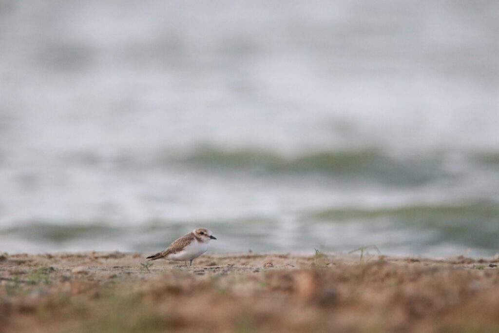 A small plover standing on a quiet shore with the sea behind it