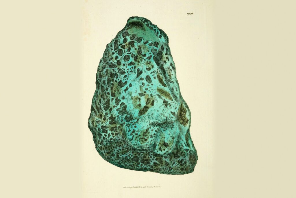 James Sowerby's illustration of a turquoise copper mineral, from British Mineralogy (1802-17)